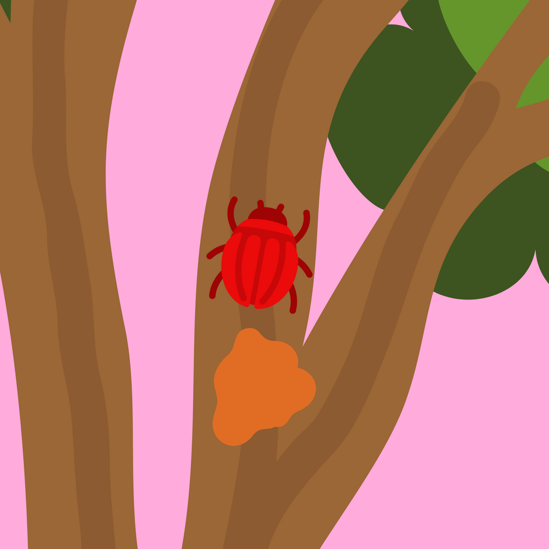 Lac beetle on a tree leaving behind secretion for shellac in Bioglitter