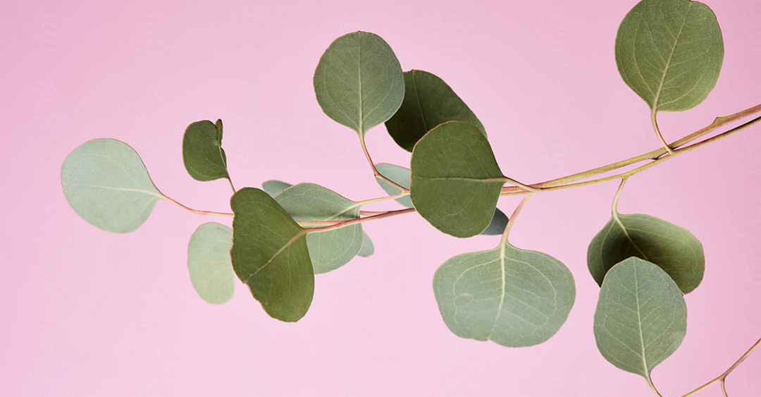 Pink background with eucalyptus plant