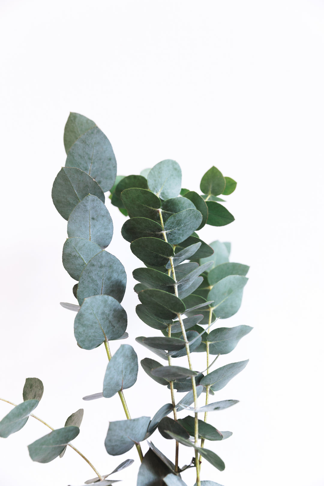 A eucalyptus branch